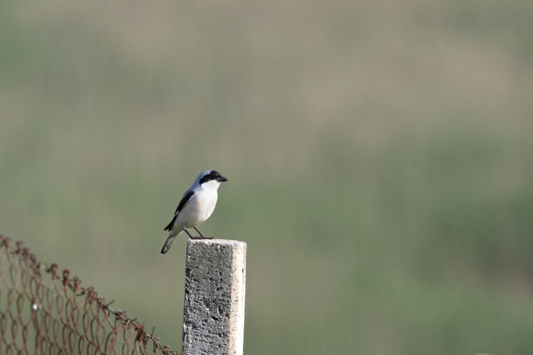 Lesser Grey Shrike
