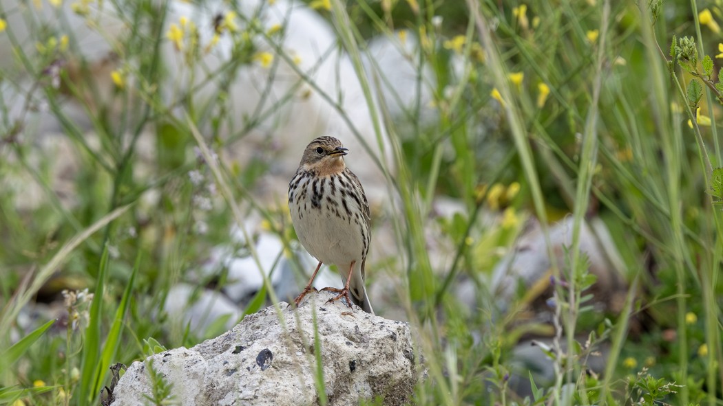 Red-throated Pipit