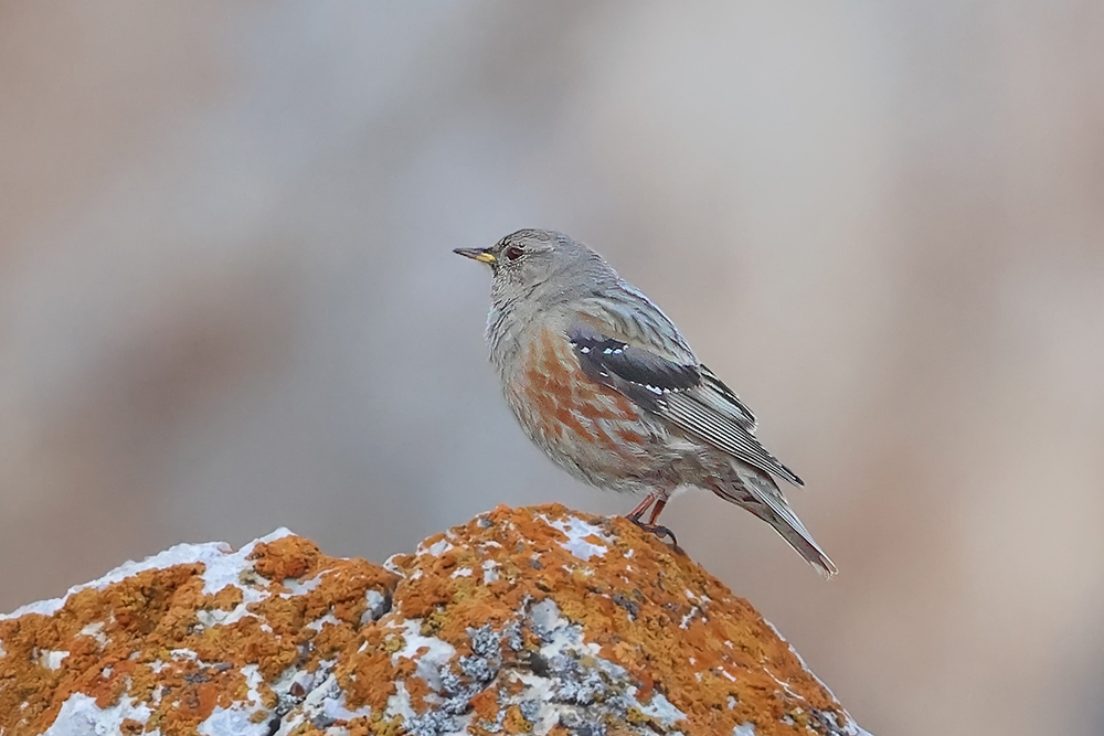 Alpine Accentor