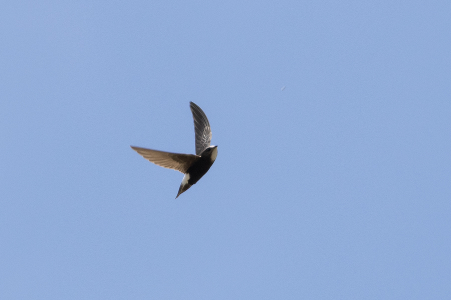 Little Swift