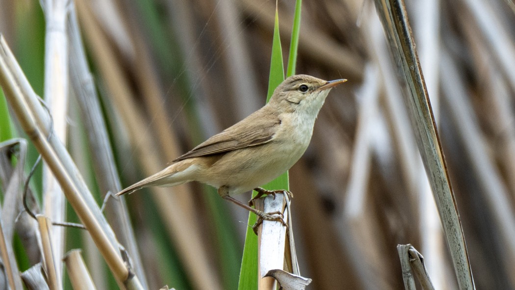 Common Reed Warbler
