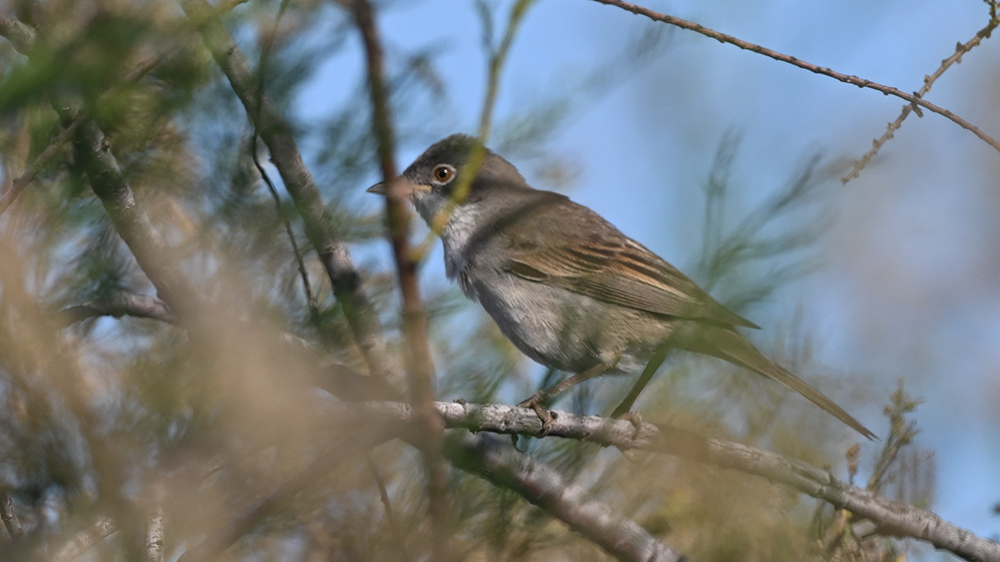 Common Whitethroat