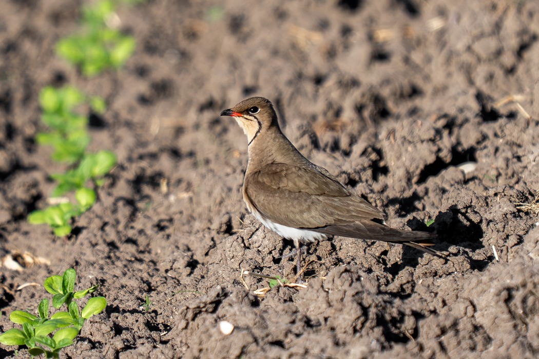Collared Pratincole