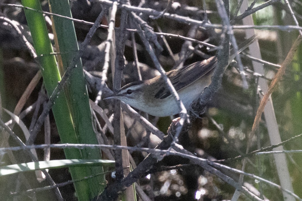 Sedge Warbler