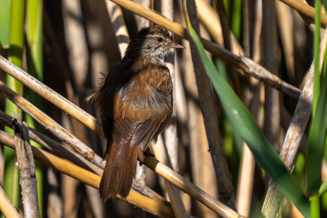 Cetti`s Warbler