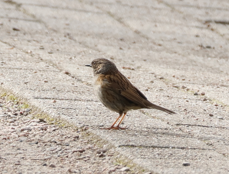Dunnock