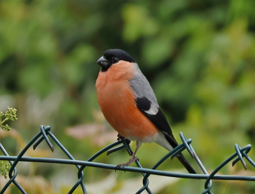 Eurasian Bullfinch