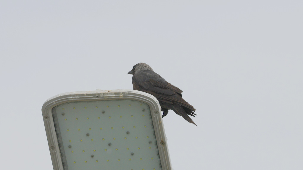Western Jackdaw