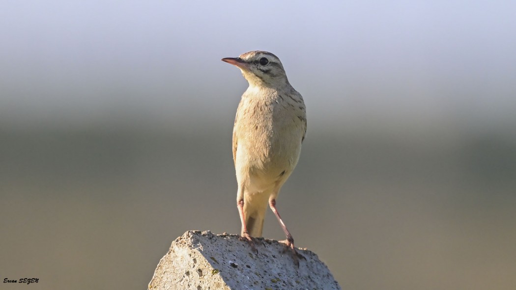 Tawny Pipit