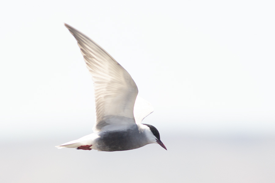 Whiskered Tern