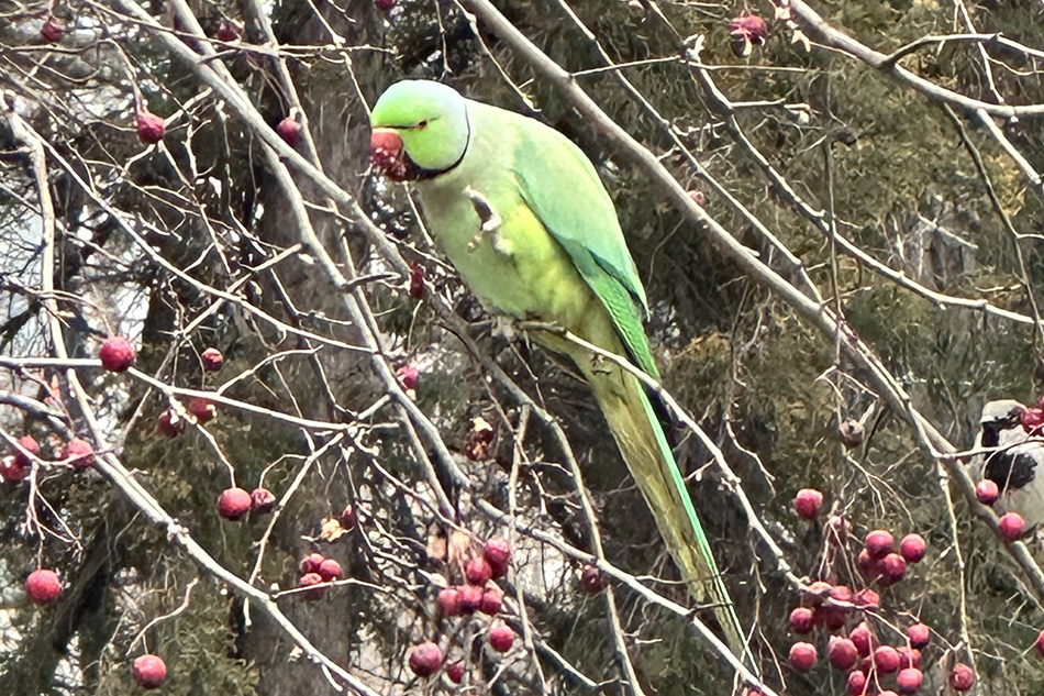 Rose-ringed Parakeet