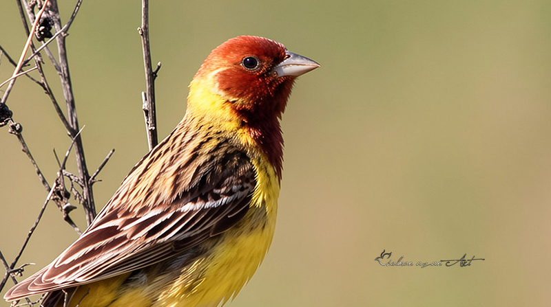 Red-headed Bunting