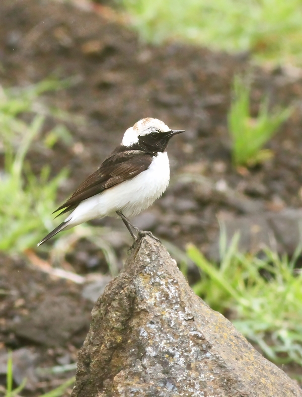 Pied Wheatear