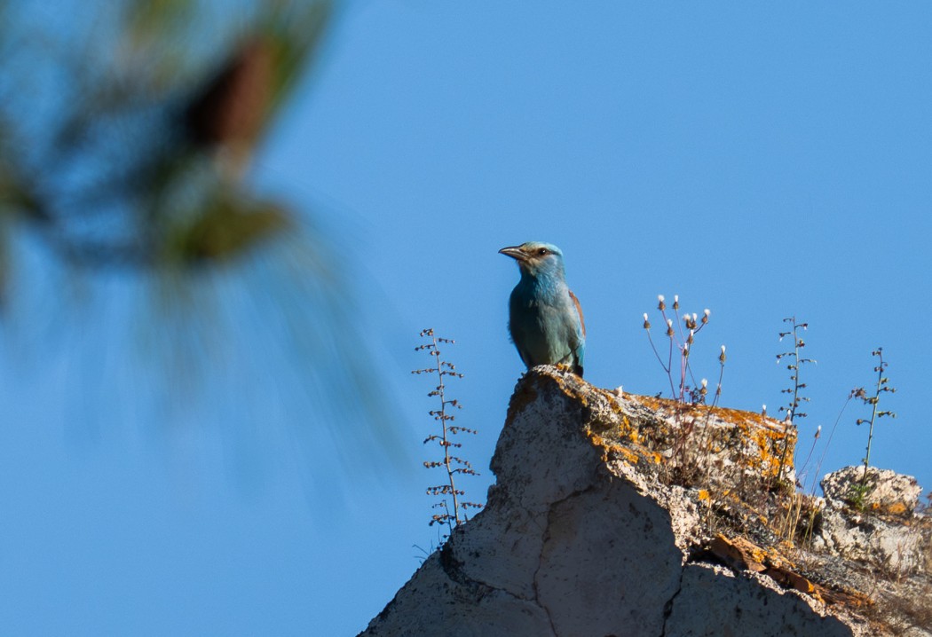 European Roller