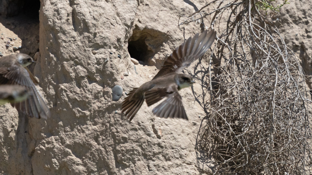 Sand Martin
