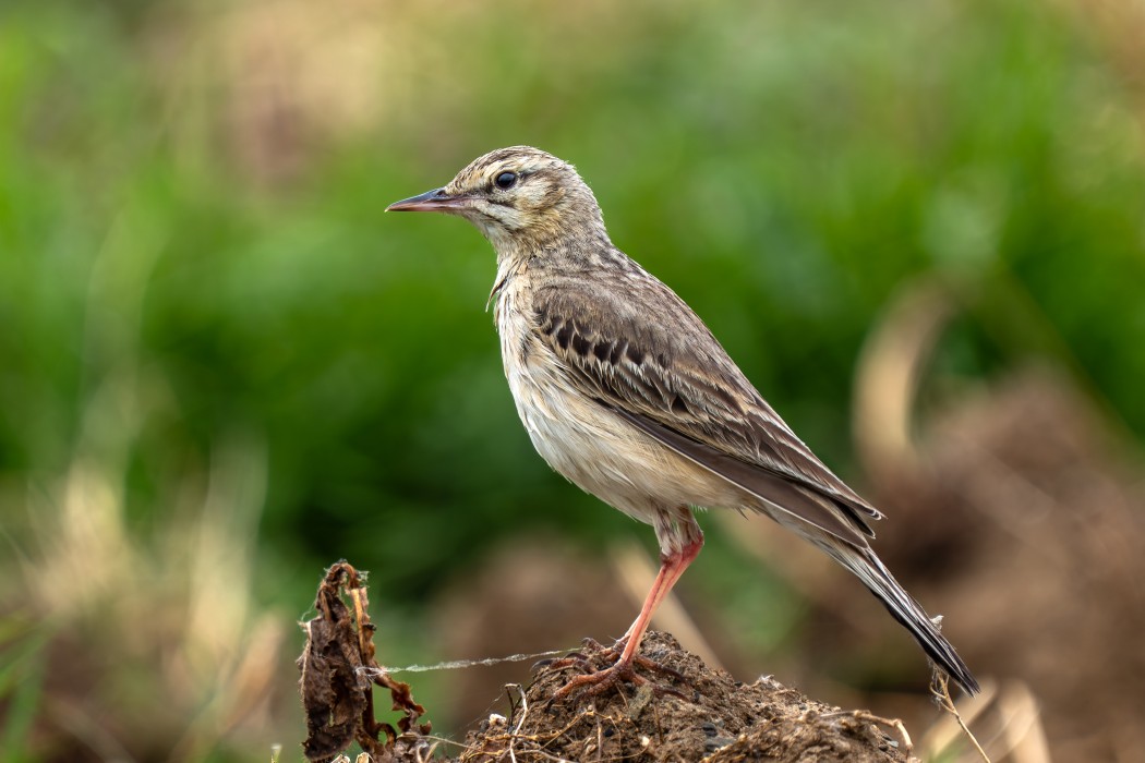Tawny Pipit
