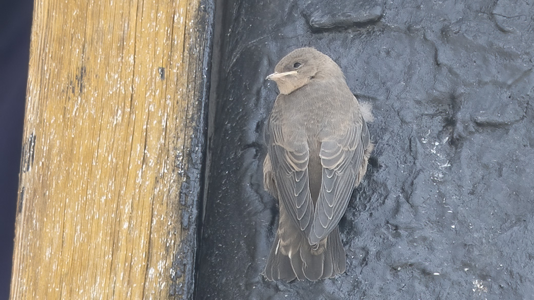 Eurasian Crag Martin