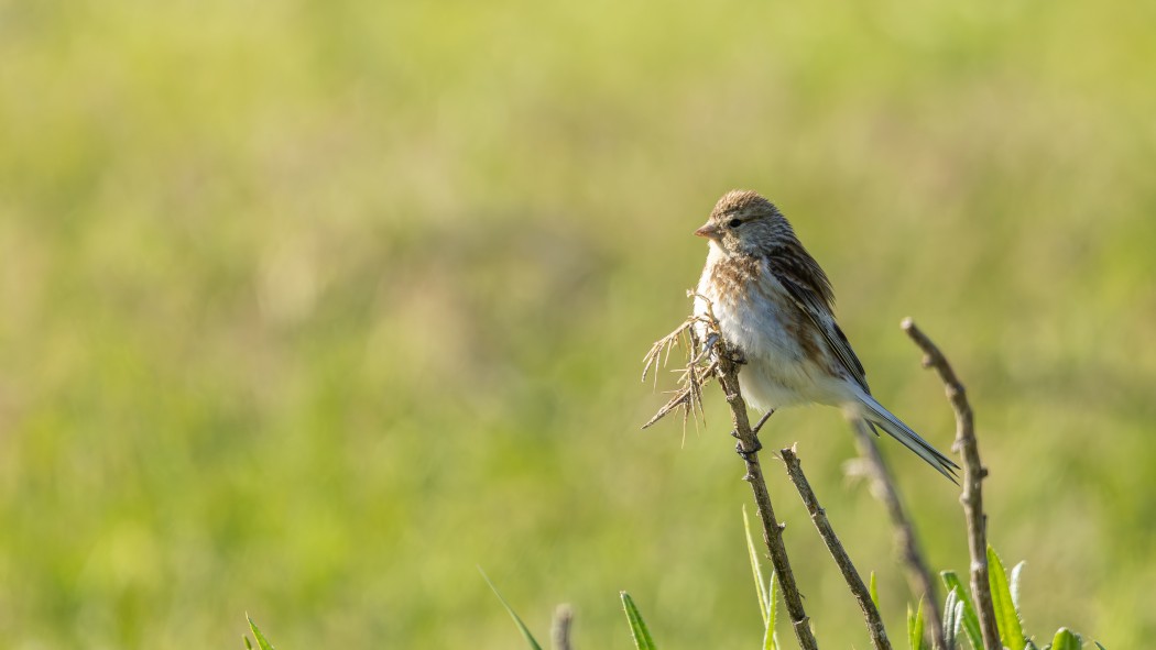 Twite