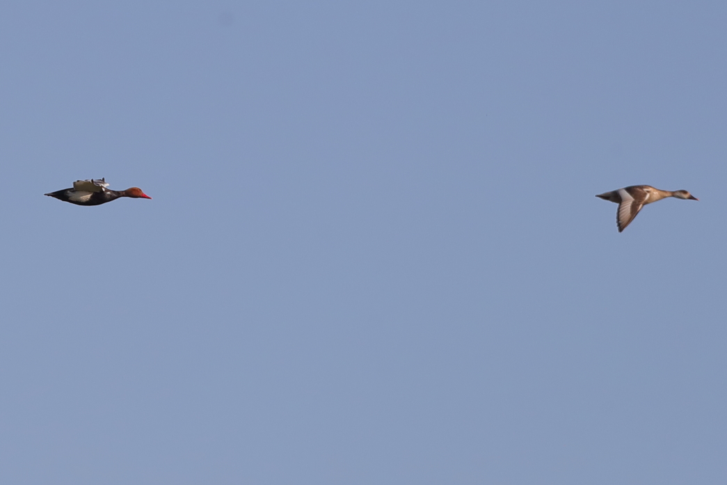 Red-crested Pochard