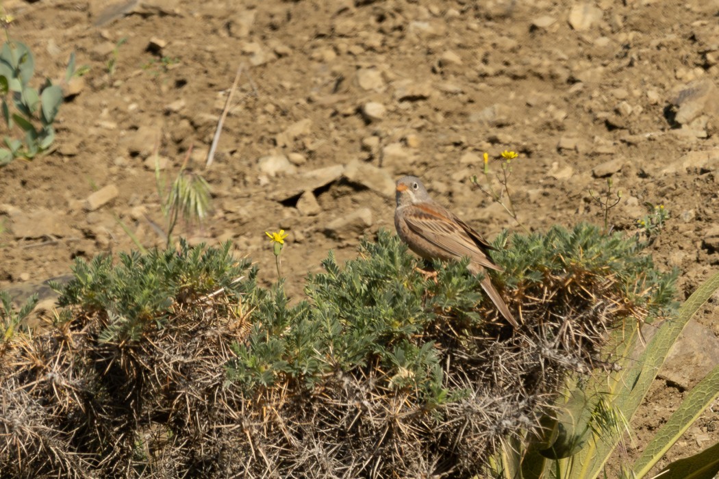 Grey-necked Bunting