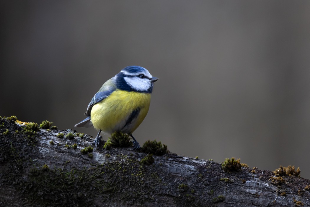 Eurasian Blue Tit