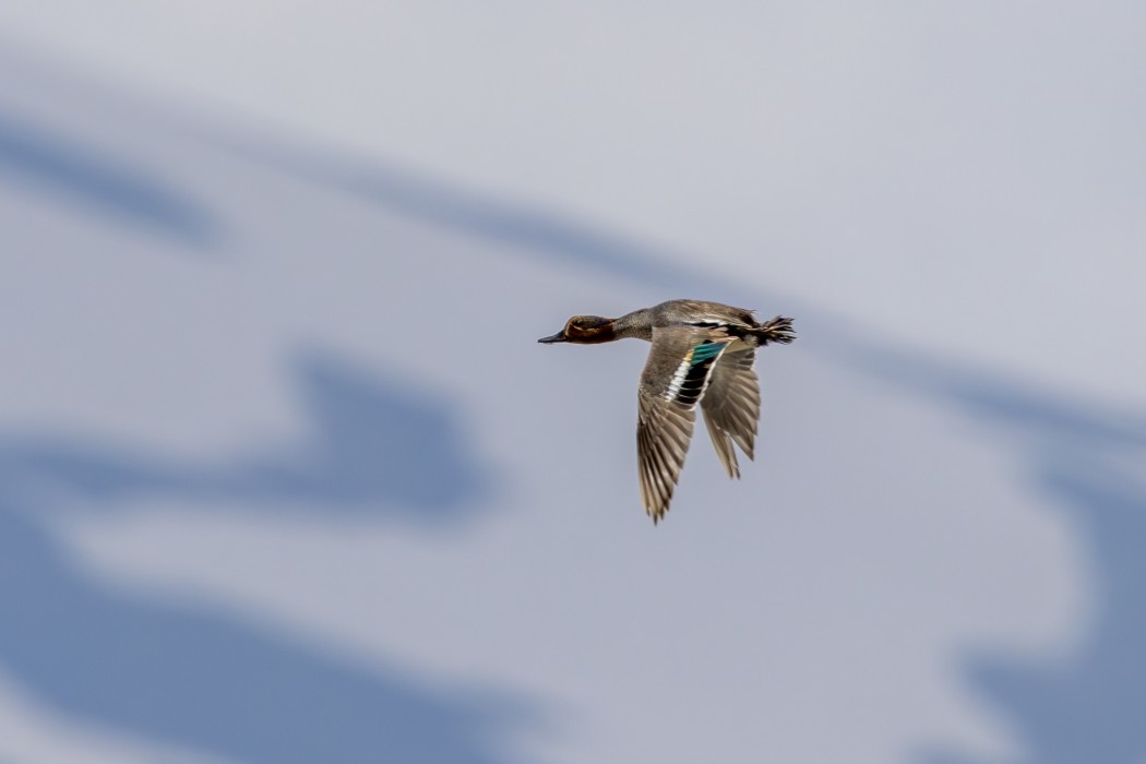 Eurasian Teal