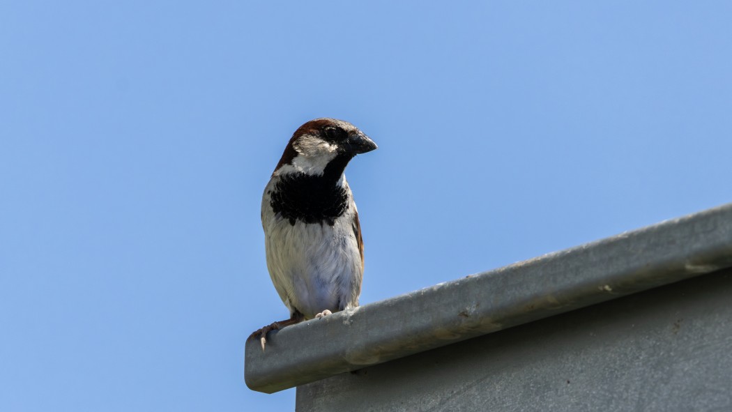 House Sparrow