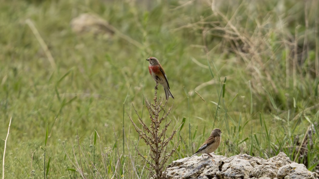 Common Linnet