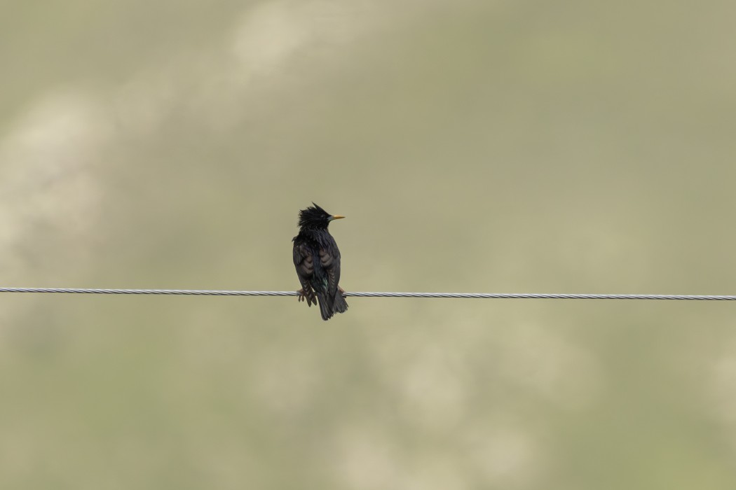 Common Starling