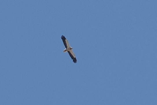 Egyptian Vulture