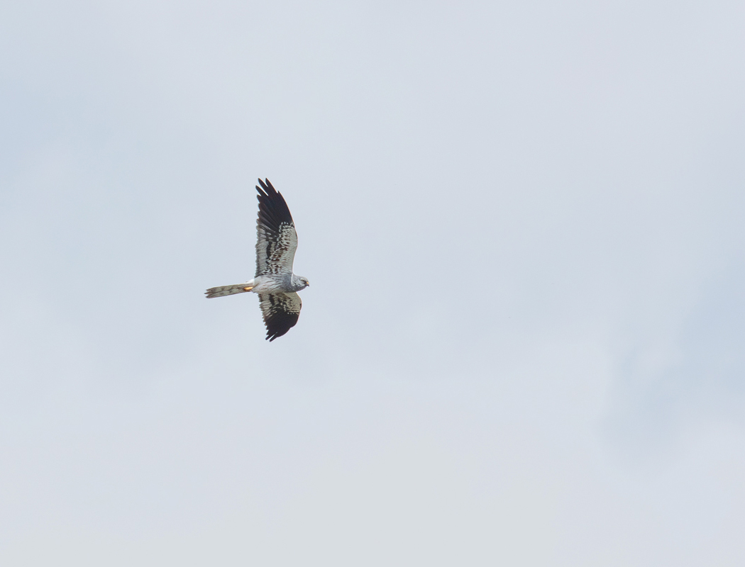 Montagu`s Harrier