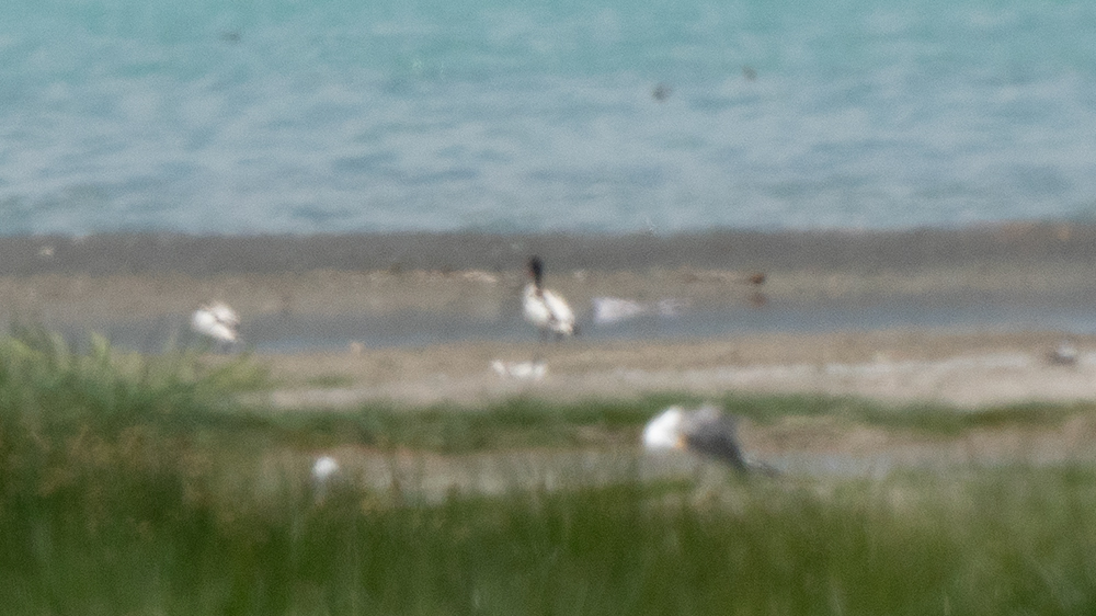 Common Shelduck