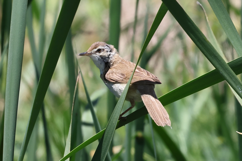 Paddyfield Warbler