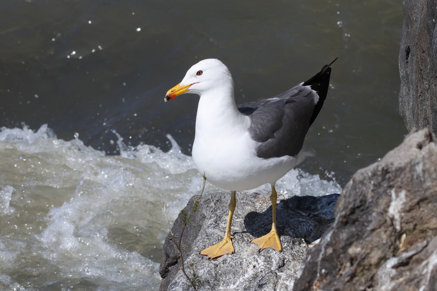 Armenian Gull