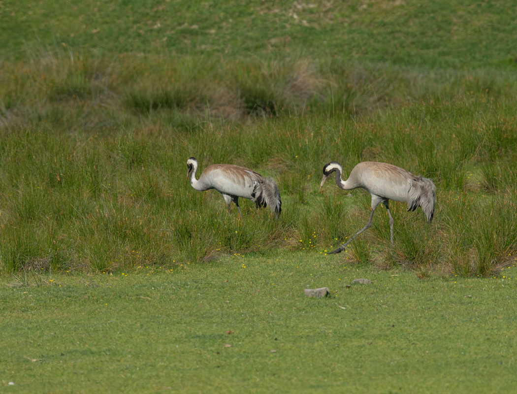 Common Crane