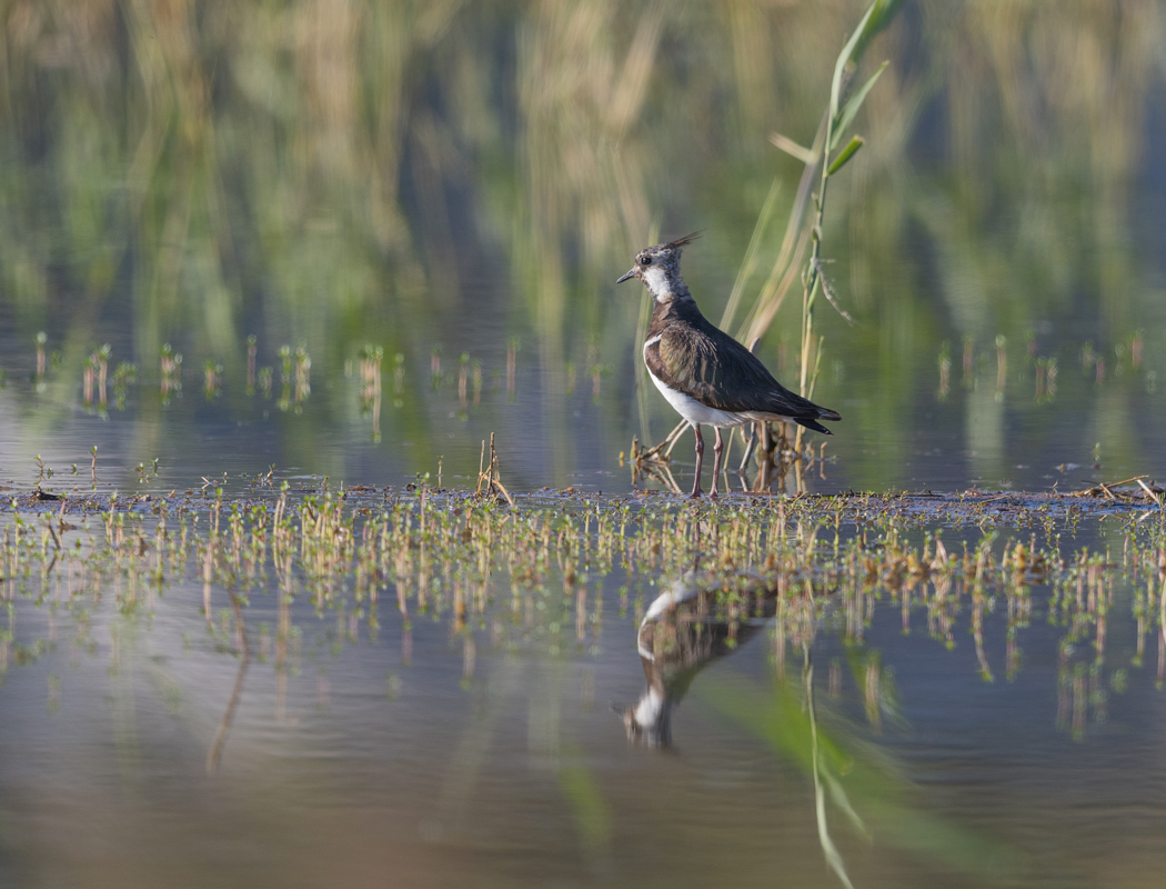 Northern Lapwing