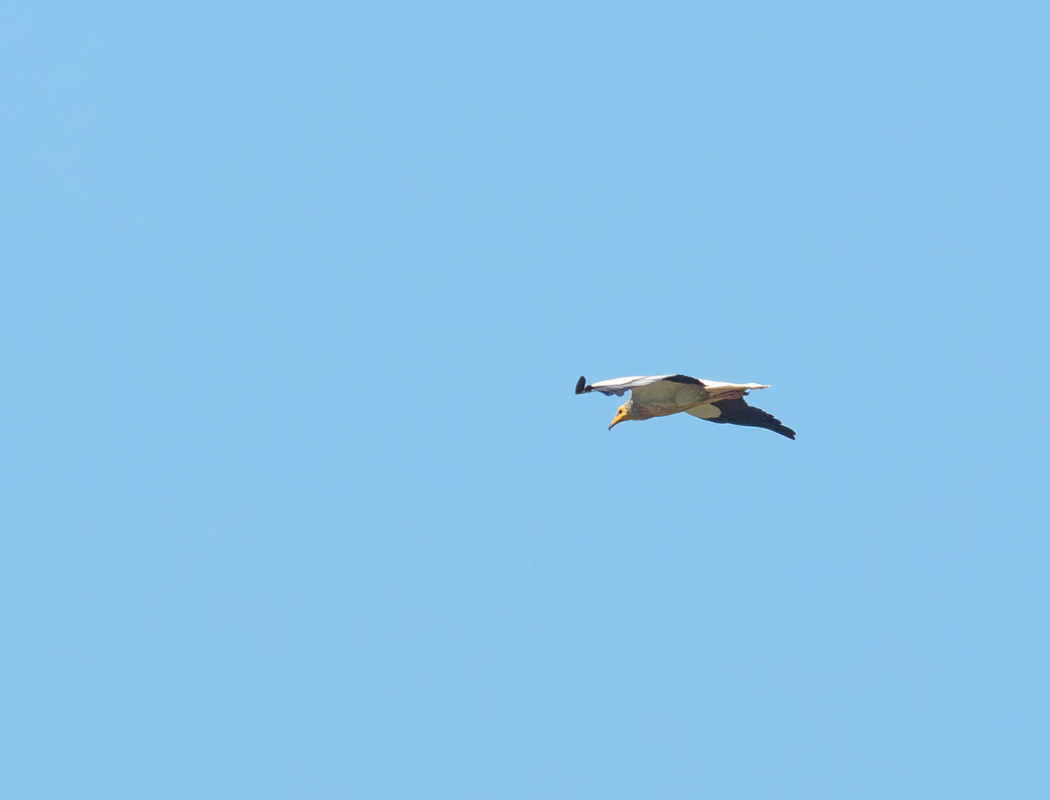 Egyptian Vulture