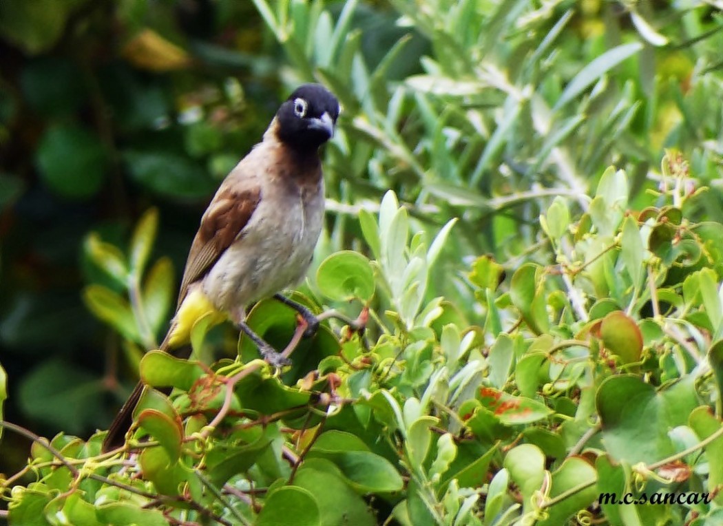 White-spectacled Bulbul