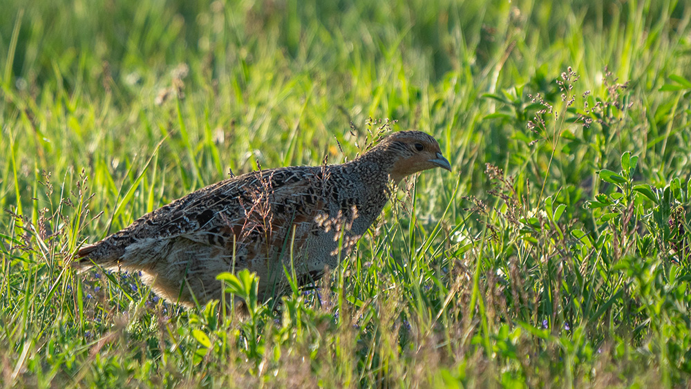 Grey Partridge