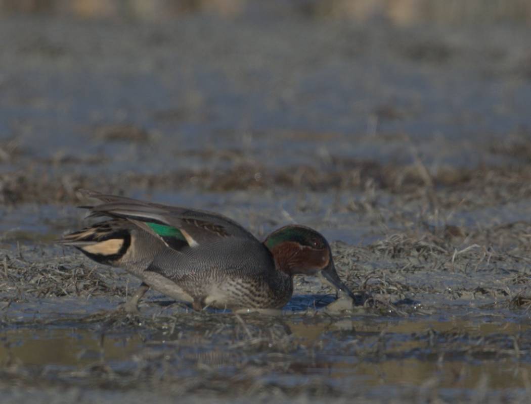 Eurasian Teal