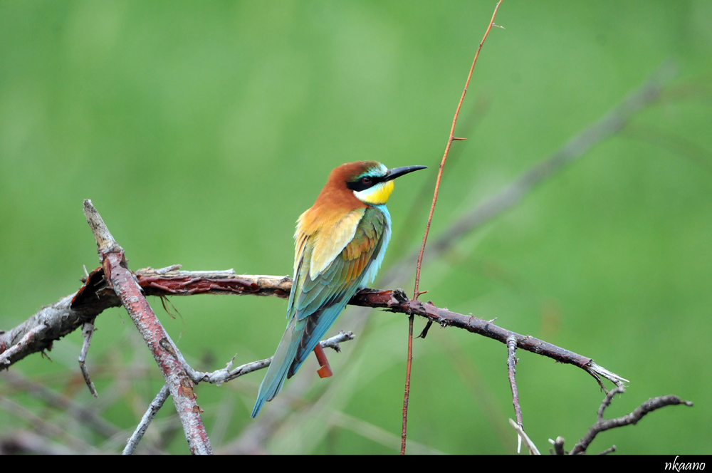 European Bee-eater