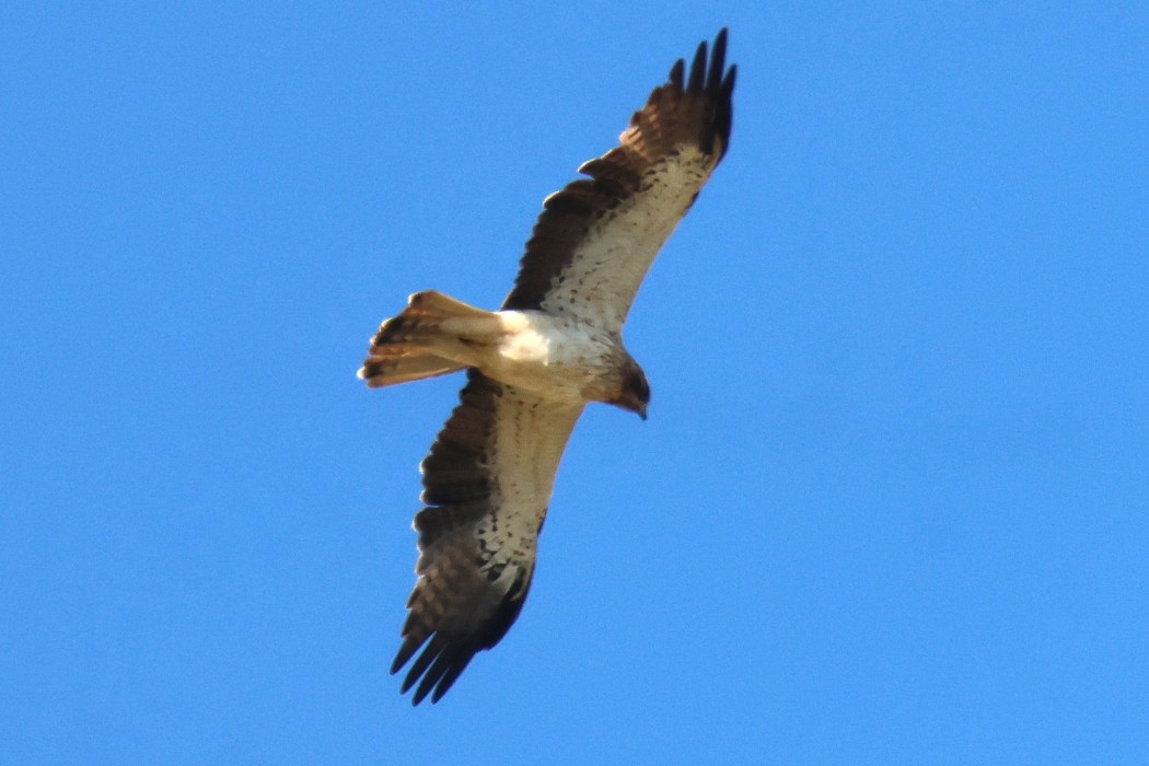 Booted Eagle