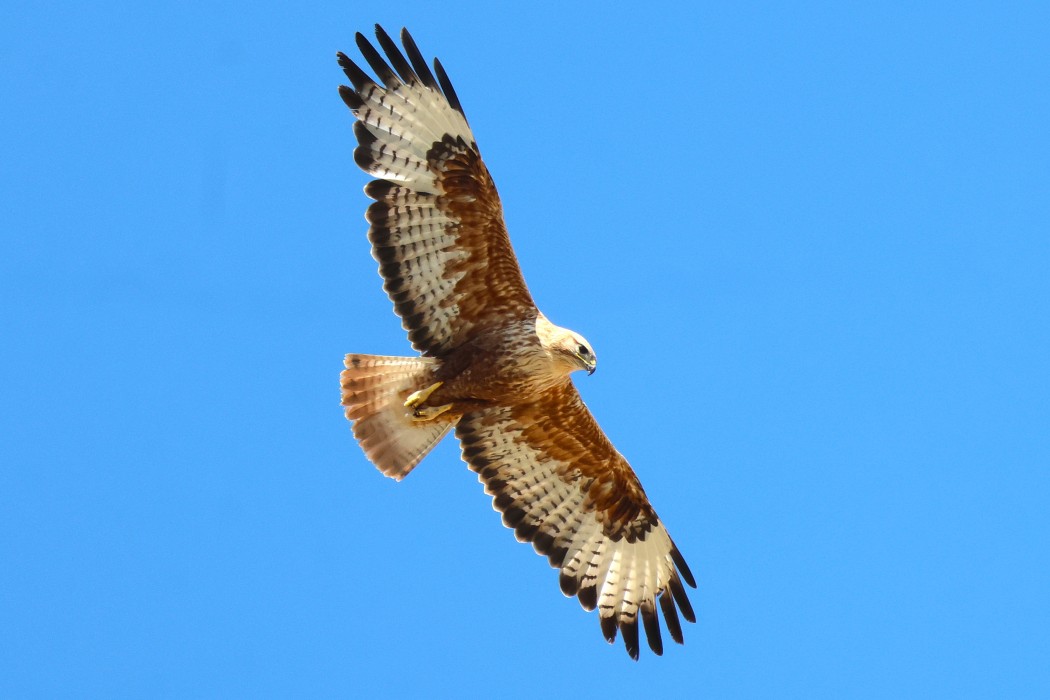 Long-legged Buzzard