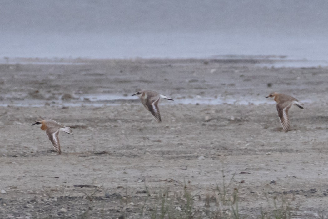 Tibetan Sand Plover