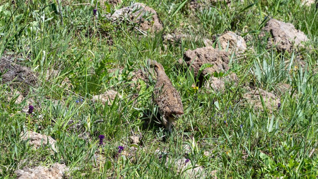 Grey Partridge