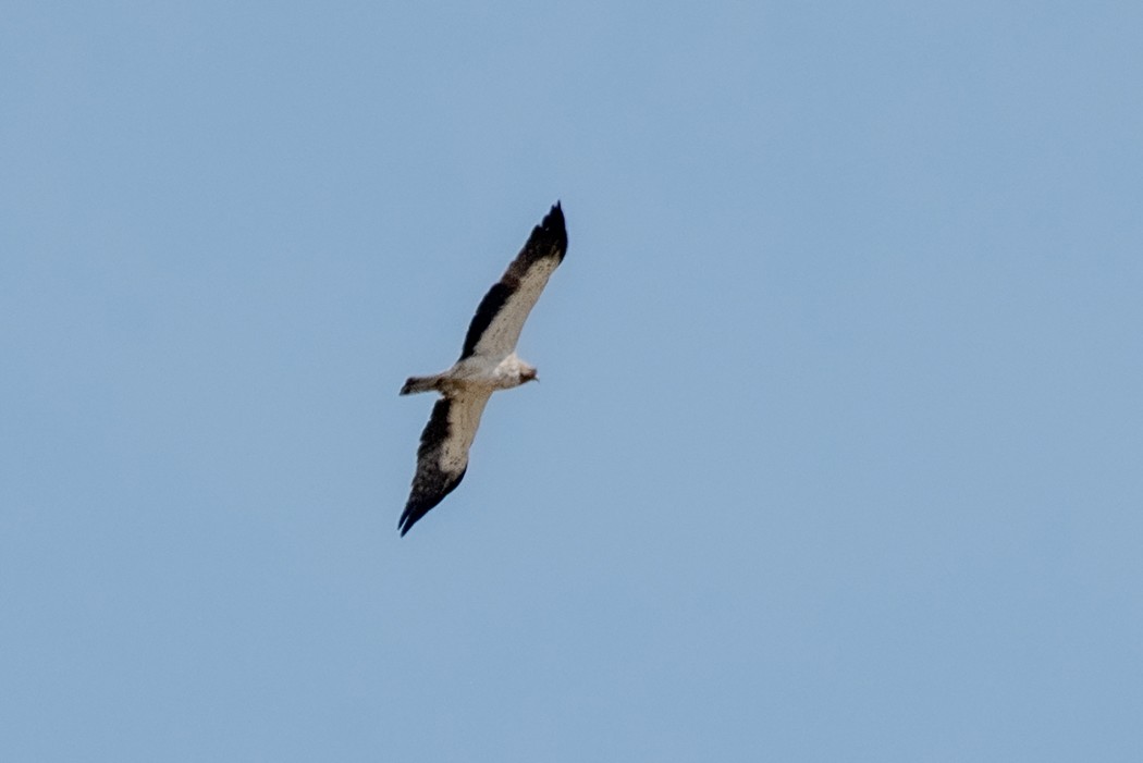 Küçük kartal