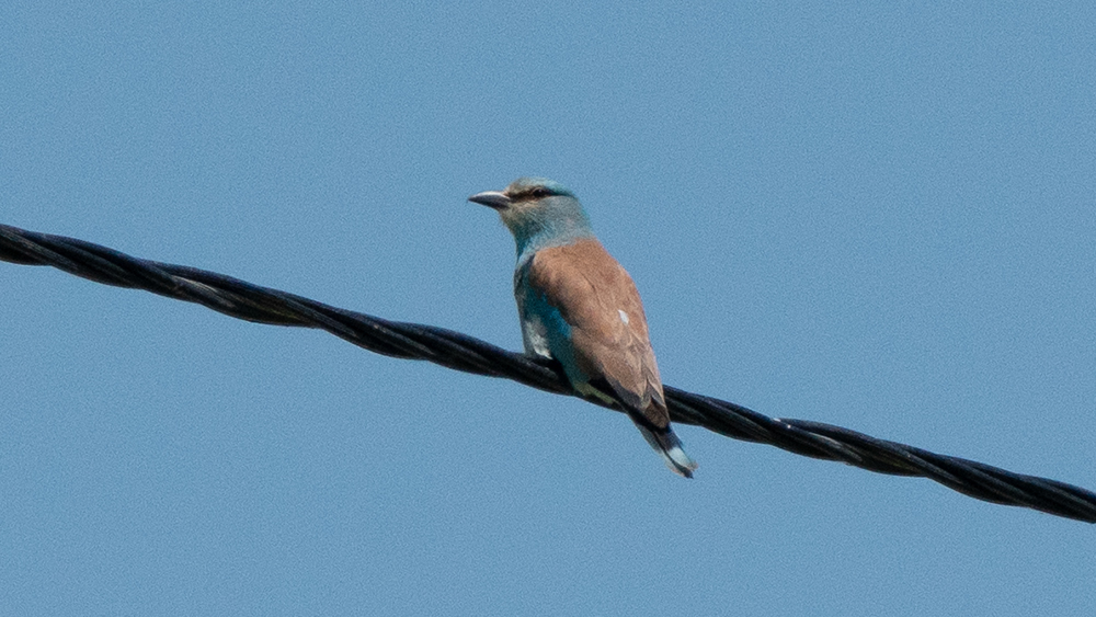 European Roller