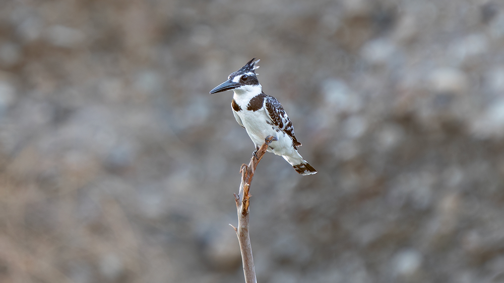 Pied Kingfisher