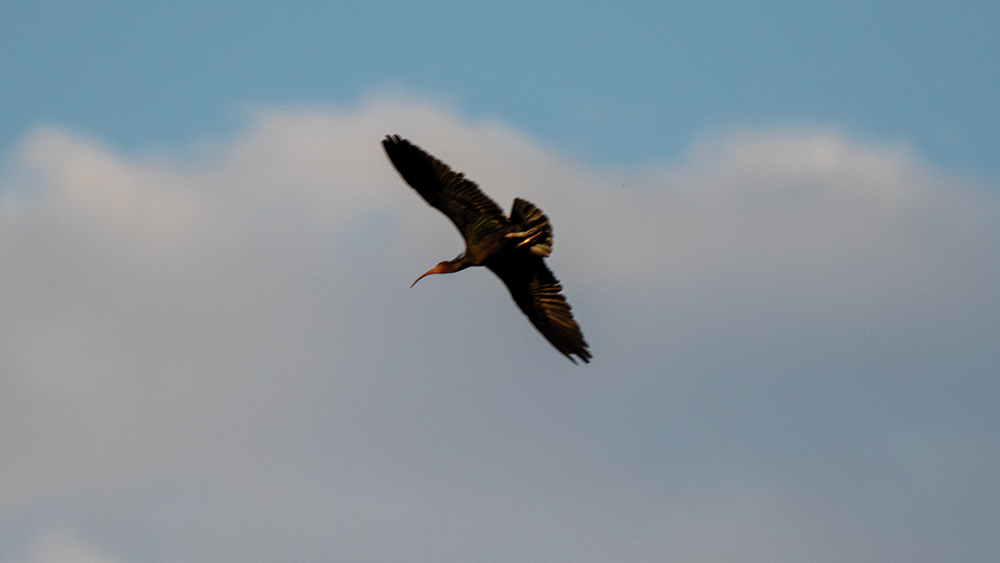 Northern Bald Ibis