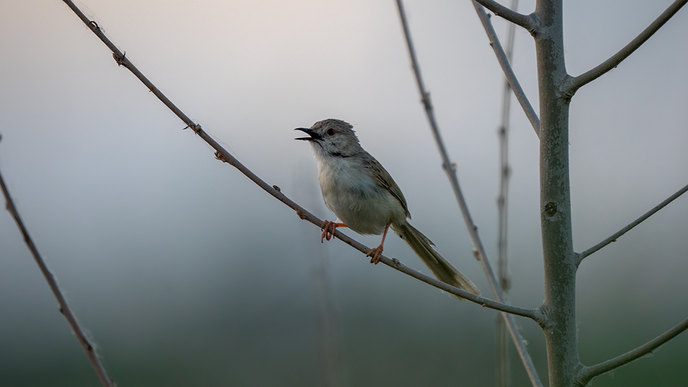 Delicate Prinia